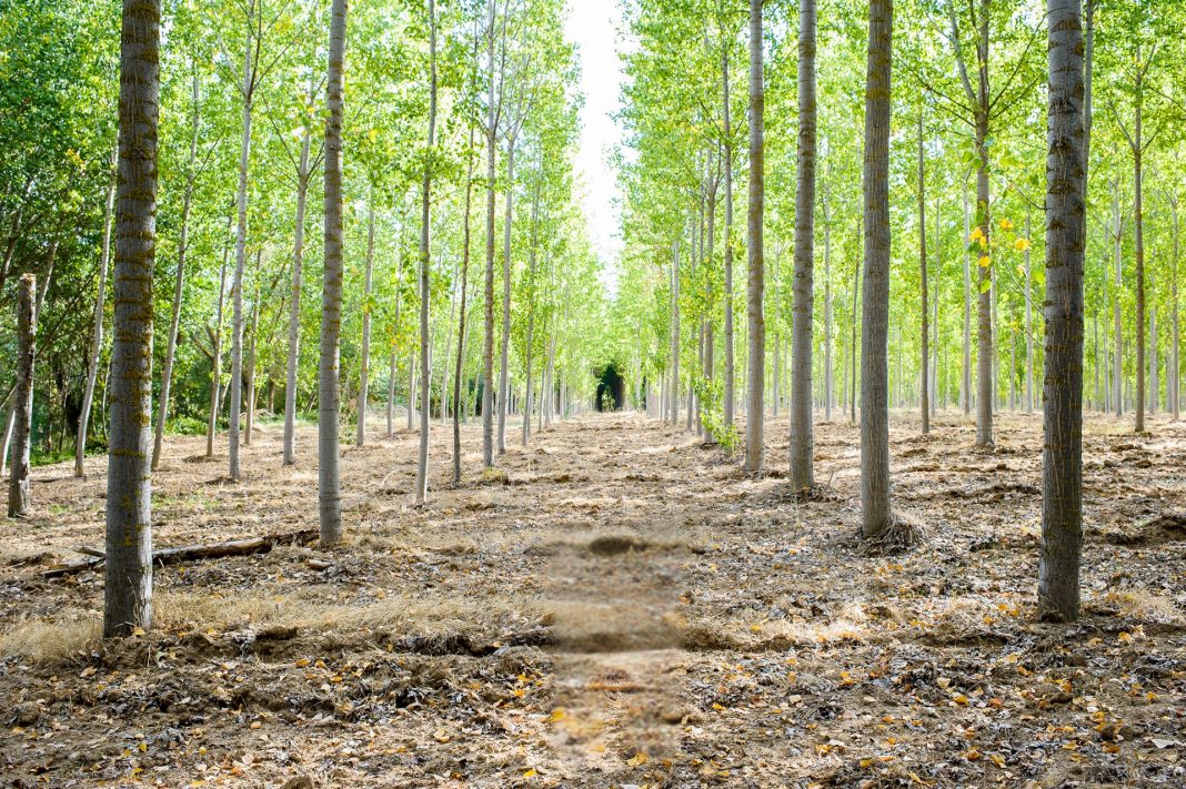 Pinar de Simancas con árboles alineados y suelo limpio, ejemplo del entorno natural del municipio.